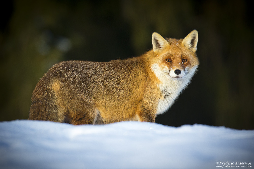Fox portrait in the snow