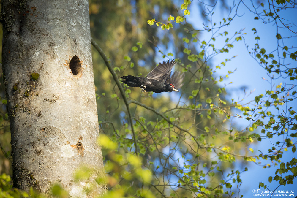 Flight of the black woodpecker leaving his nest