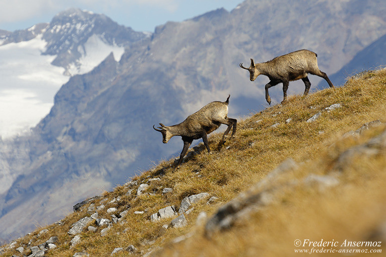 Zernez chamois 04