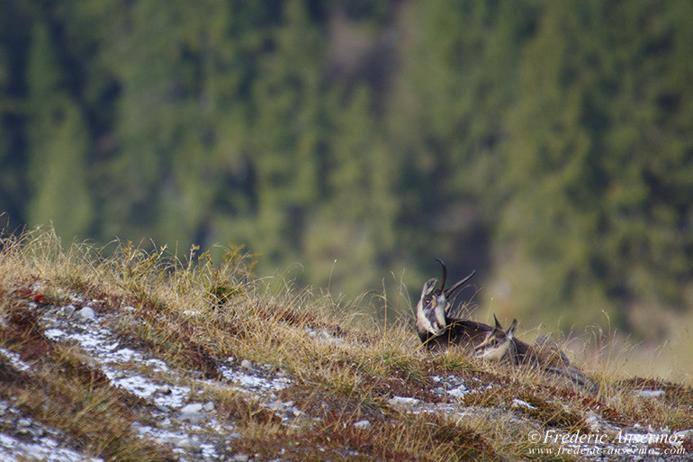 Zernez chamois 05