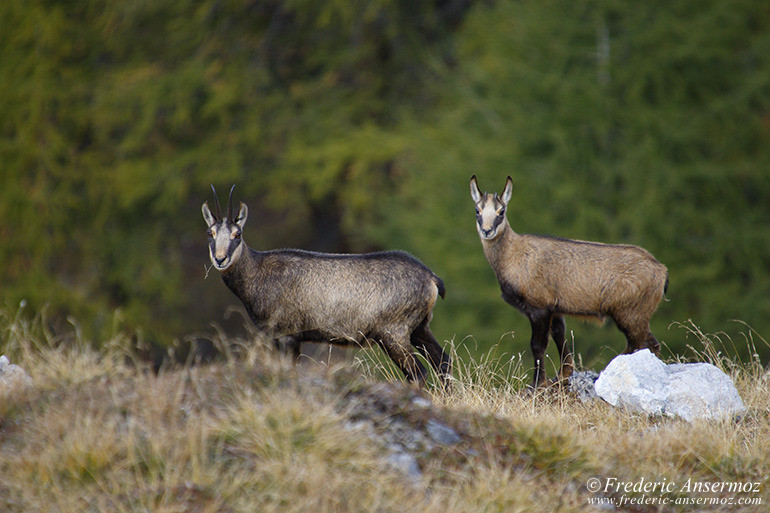 Zernez chamois 06