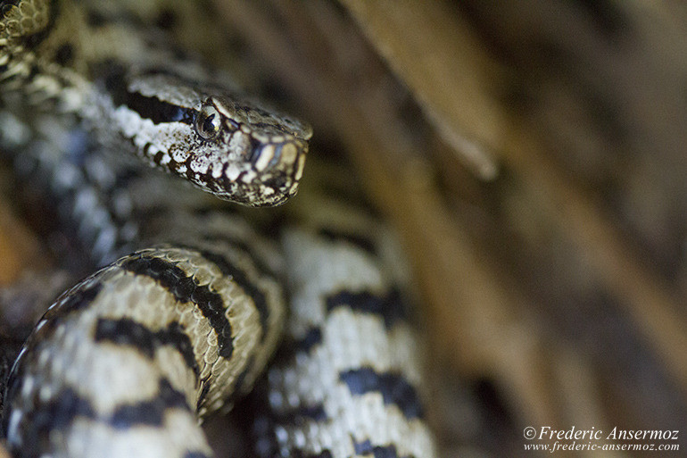 Wildlife aspic viper 09 Wildlife aspic viper 09