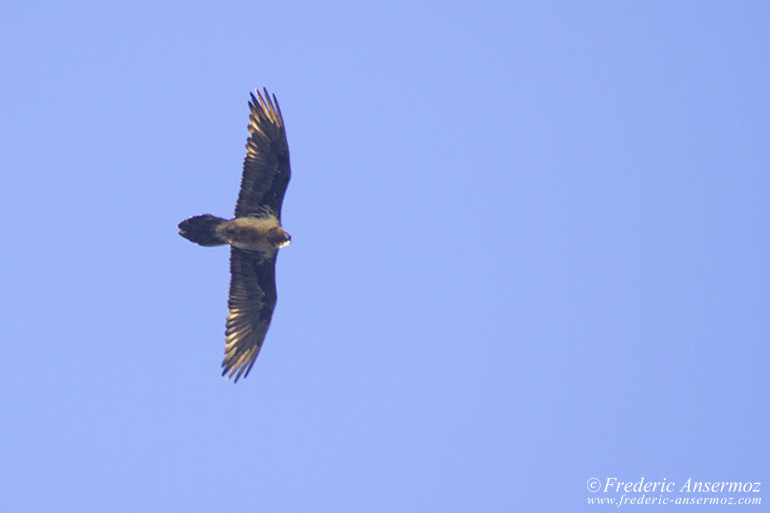 Wildlife gypaete barbu 05