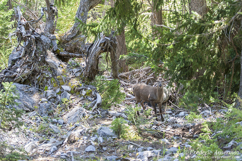 Wildlife red deer 02