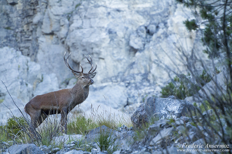 Wildlife red deer 12