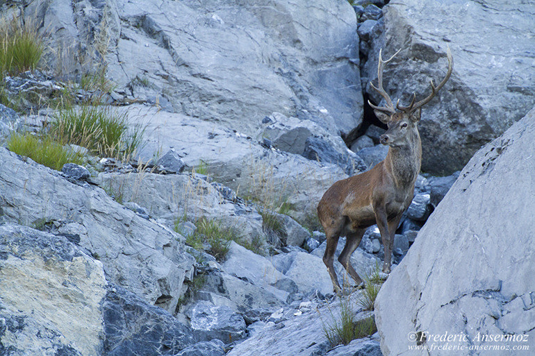 Wildlife red deer 14