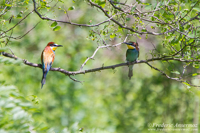 Bee eaters couple