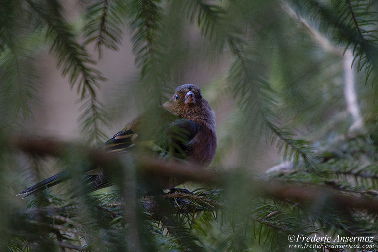 Bird in branch