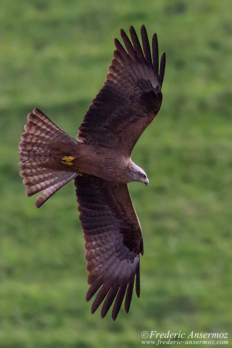 Red kite ansermoz