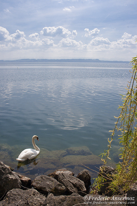 Swan lake