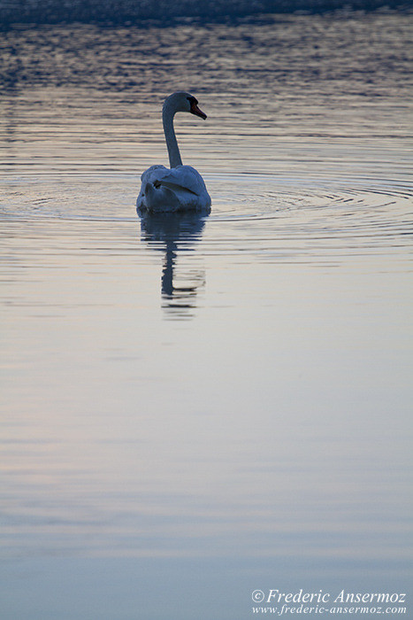 Swan river Swan river