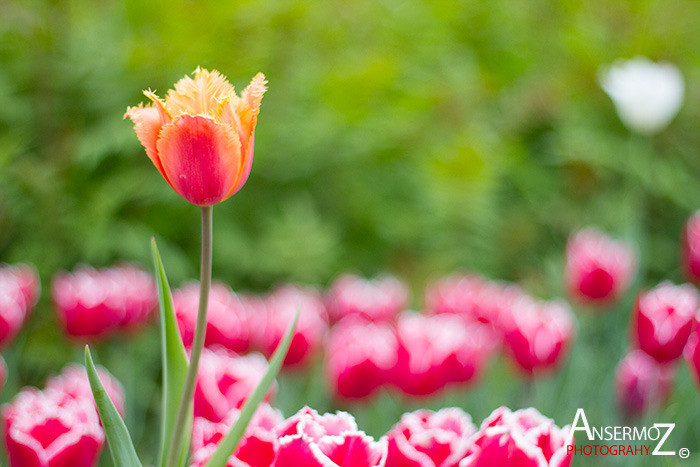 Tulip festival flower 012