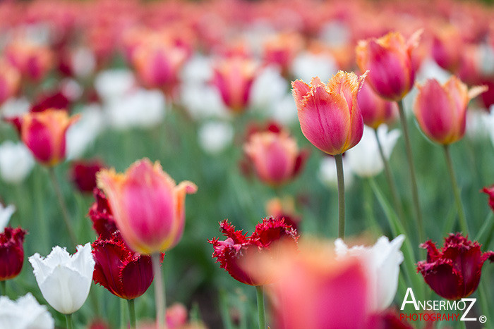 Tulip festival flower 017