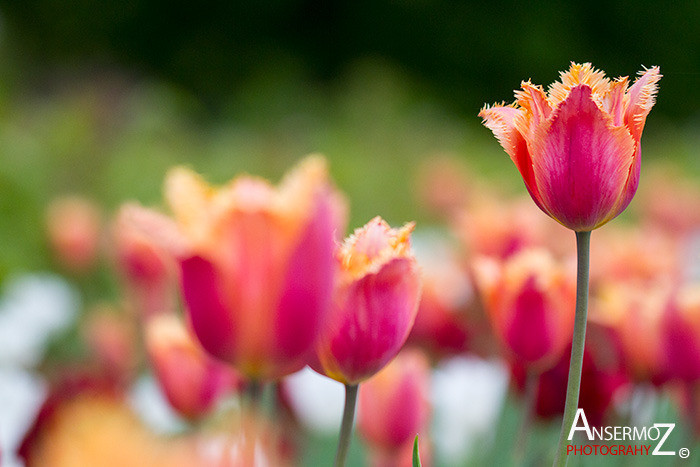 Tulip festival flower 043