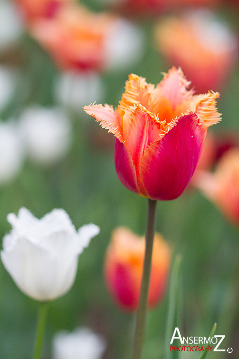 Tulip festival flower 053