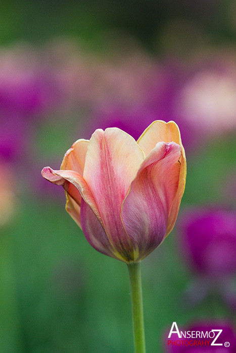 Tulip festival flower 083