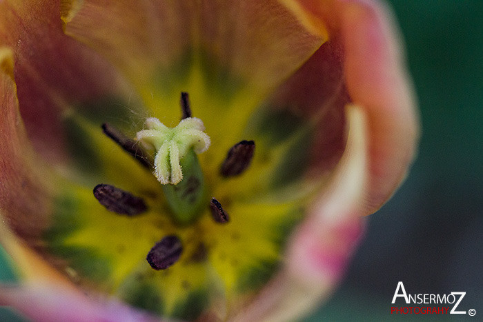 Tulip festival flower 086