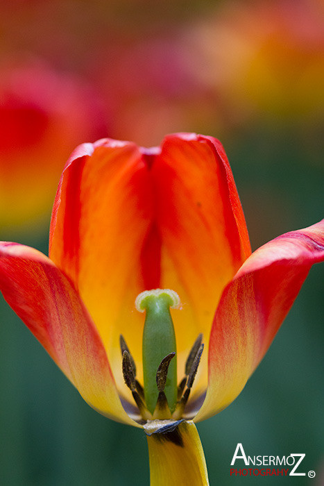 Tulip festival flower 089