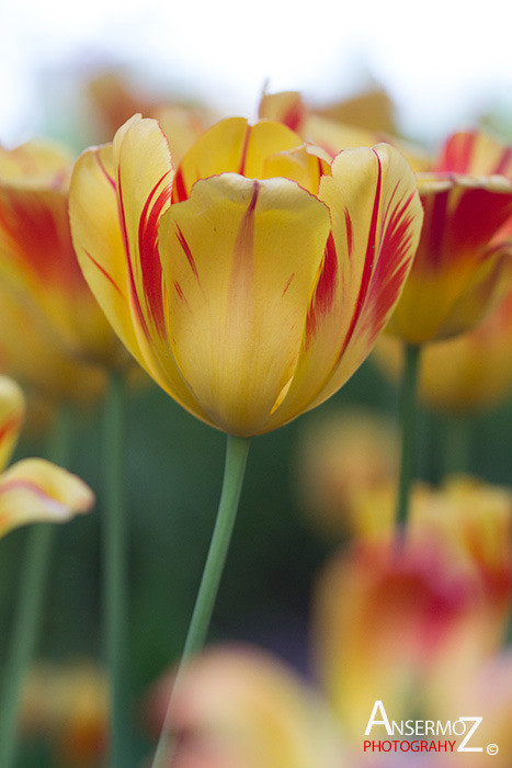 Tulip festival flower 095