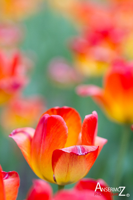 Tulip festival flower 098