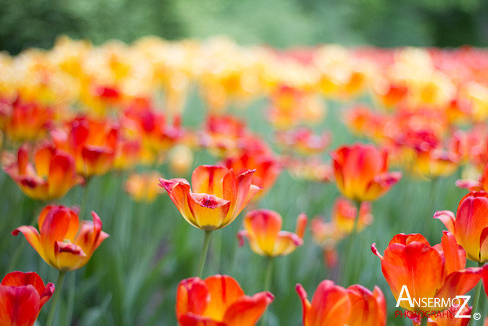 Tulip festival flower 105