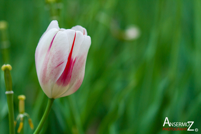 Tulip festival flower 110