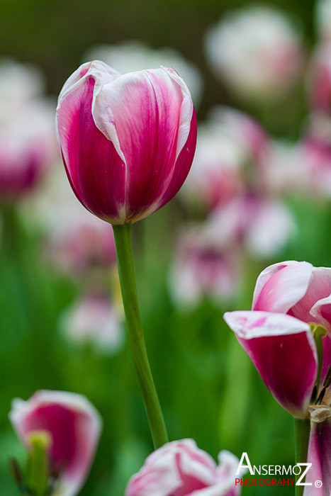 Tulip festival flower 115