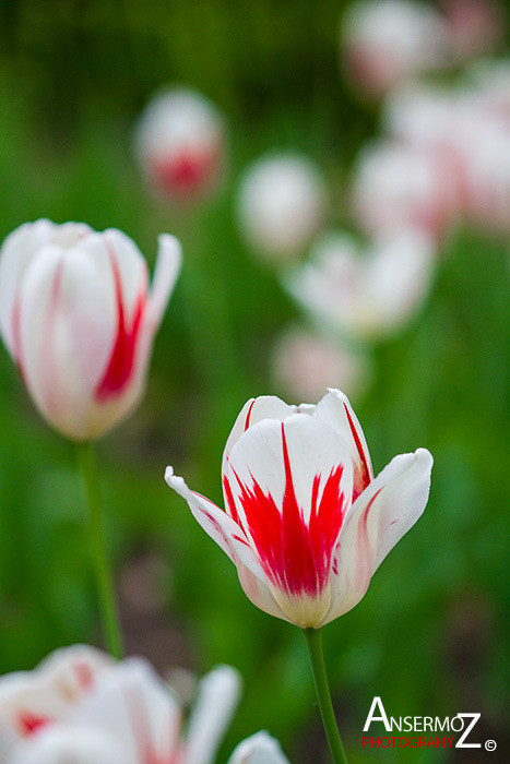Tulip festival flower 118