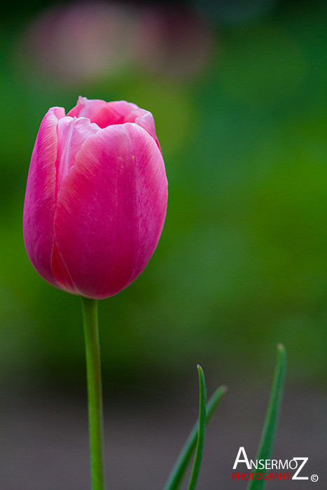 Tulip festival flower 124