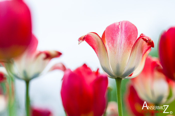 Tulip festival flower 133