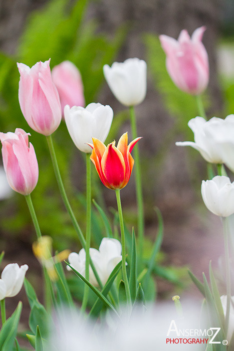 Tulip festival flower 158