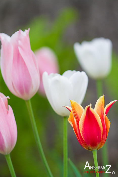 Tulip festival flower 159