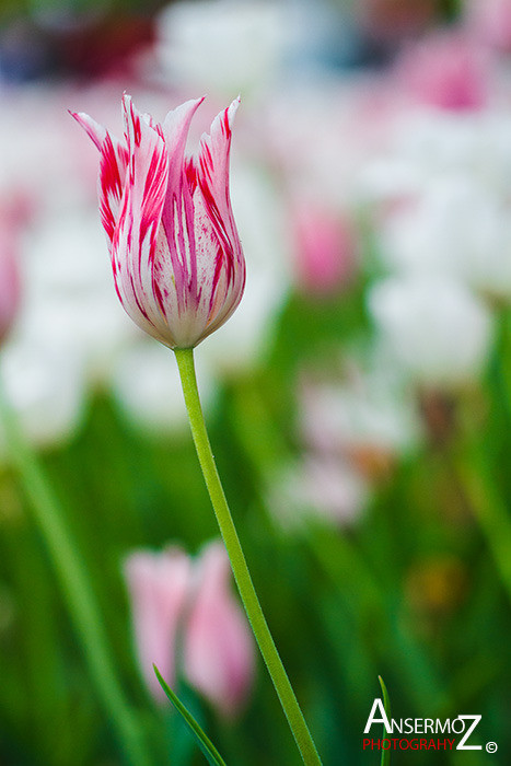 Tulip festival flower 165