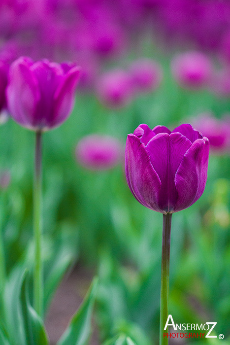 Tulip festival flower 172