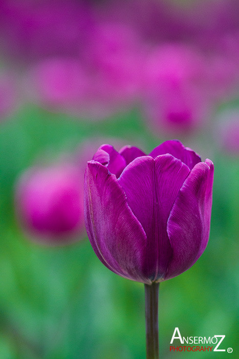 Tulip festival flower 173