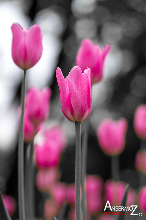 Tulip festival flower 202