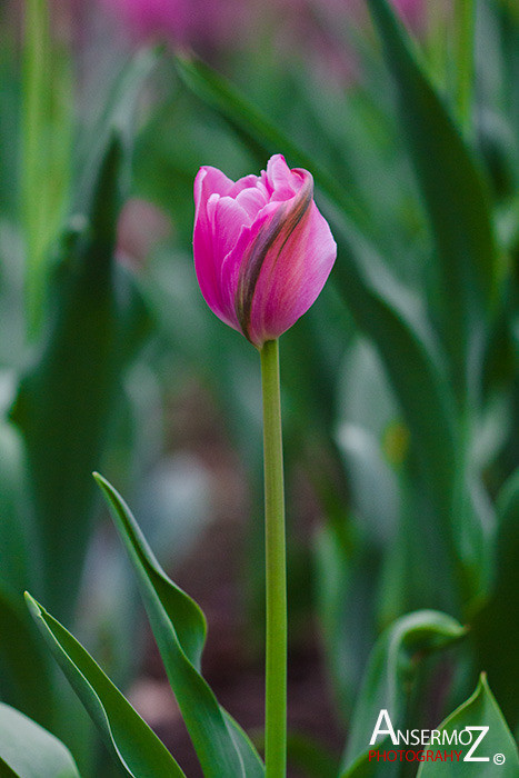 Tulip festival flower 205