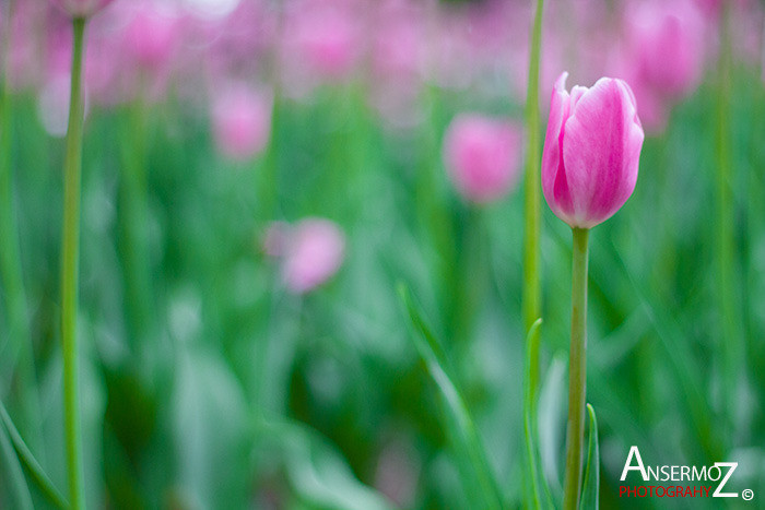 Tulip festival flower 210