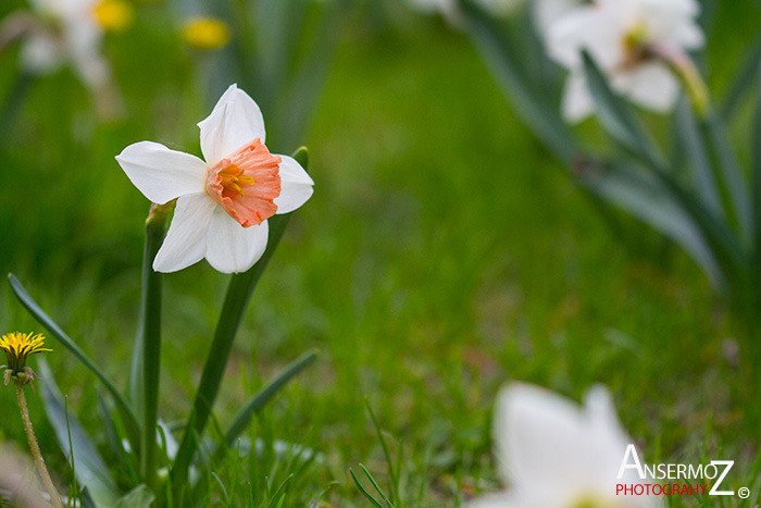 Tulip festival flower 232