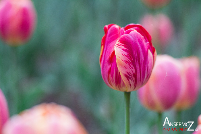 Tulip festival flower 235