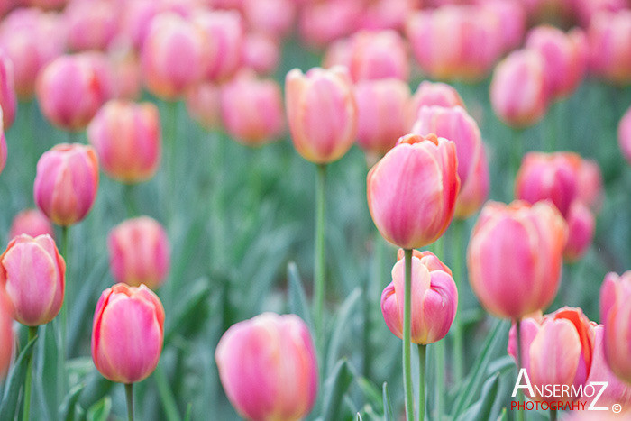 Tulip festival flower 236