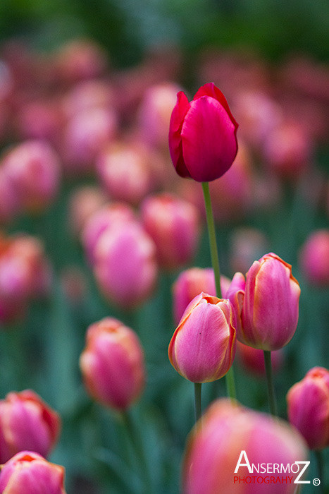 Tulip festival flower 237