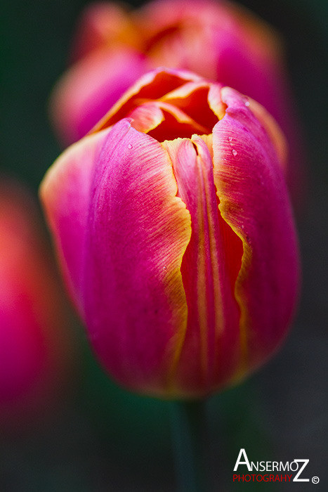 Tulip festival flower 240