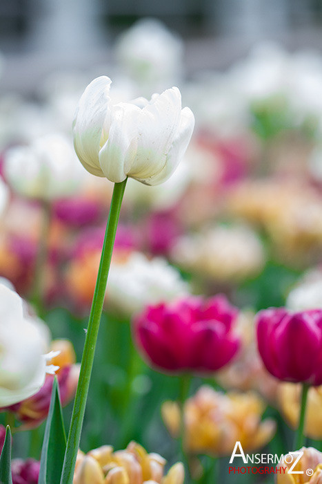 Tulip festival flower 245