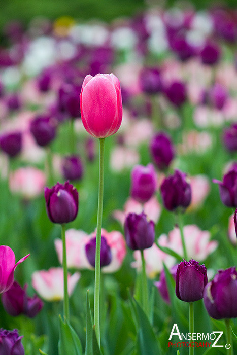 Tulip festival flower 270