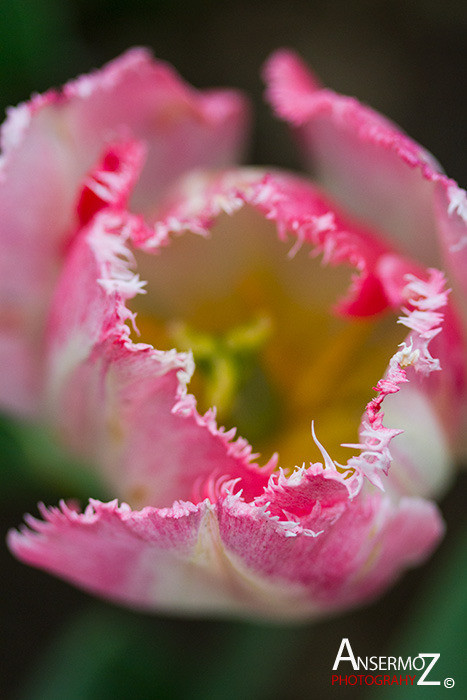 Tulip festival flower 273