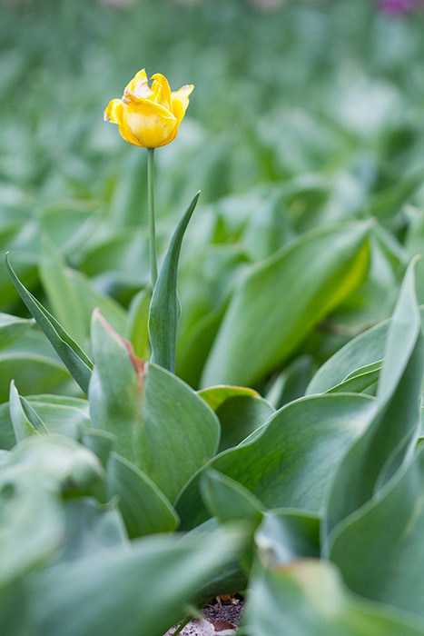 Tulip festival flower 274