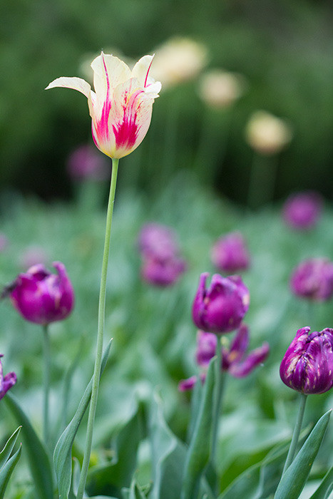 Tulip festival flower 275