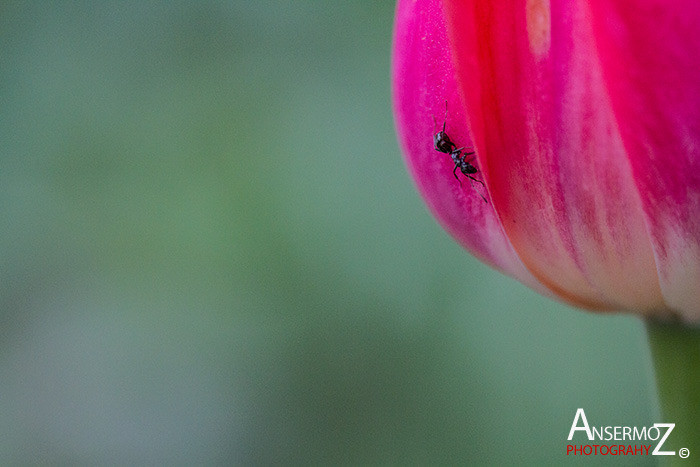 Tulip festival flower 281