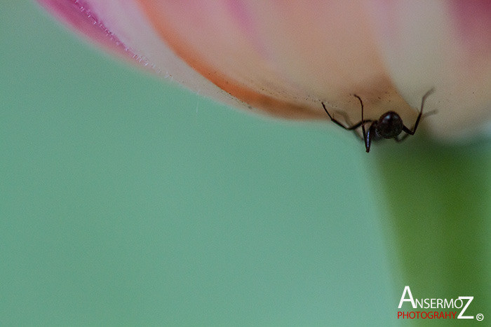 Tulip festival flower 284